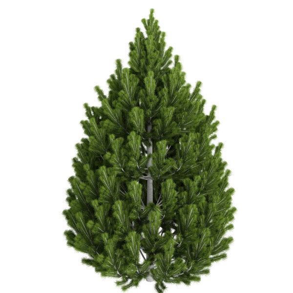 Schlangenhaut-Kiefer 100-125cm mit Ballen