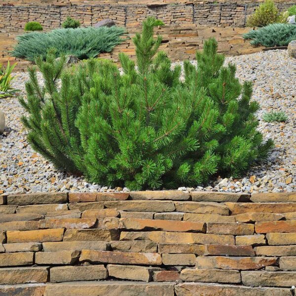 Schlangenhaut-Kiefer Compact Gem 40-60cm mit Ballen