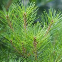 Kugel-Kiefer Mops Stammhöhe 180cm Stammumfang 8-10cm