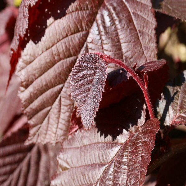 Blut-Hasel/ Purpur-Hasel 100-125cm