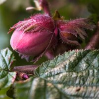 Blut-Hasel/ Purpur-Hasel 100-125cm