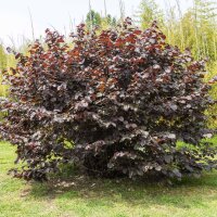 Blut-Hasel/ Purpur-Hasel 125-150cm