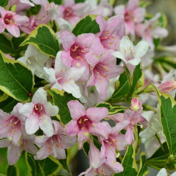 Buntblättrige Weigelie Nana Variegata 100-125cm am Ballen