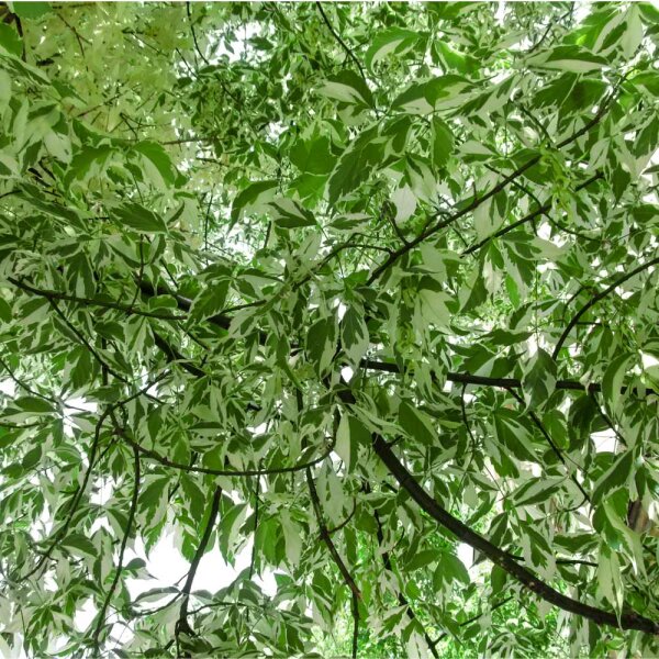 Eschen-Ahorn Flamingo Hochstamm | 14-16cm Stammumfang am Ballen