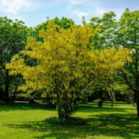 Edel-Goldregen Vossii 80-100cm am Ballen