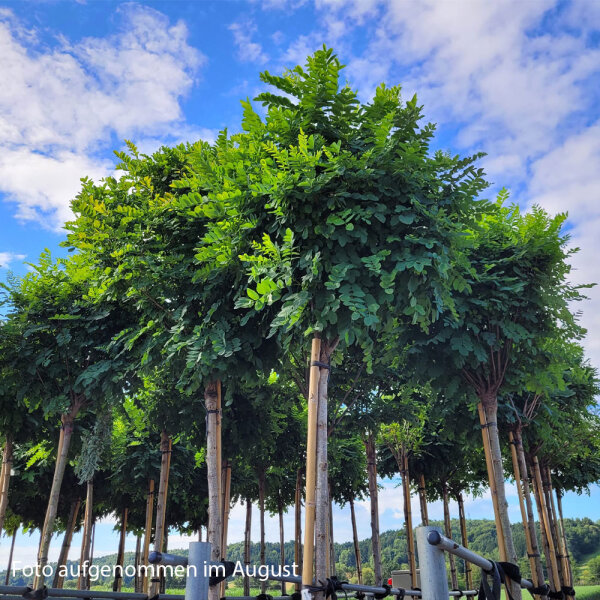 Kugel-Akazie Umbraculifera Solitär Hochstamm | 10-12cm Stammumfang im Co