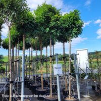 Kugel-Akazie Umbraculifera Solitär Hochstamm | 10-12cm Stammumfang im Co