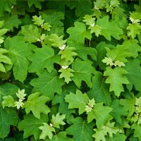 Eichenblatt-Hortensie 80-100 im Topf