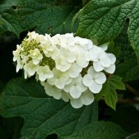 Eichenblatt-Hortensie 80-100 im Topf