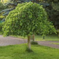 Maulbeerbaum Pendula Stammhöhe 150cm im Co