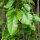 Maulbeerbaum Pendula Stammhöhe 150cm im Co