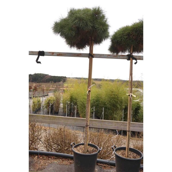 Japanische Zwerg-Rotkiefer Hochstamm