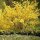 Forsythie Lynwood Gold 150-200cm am Ballen