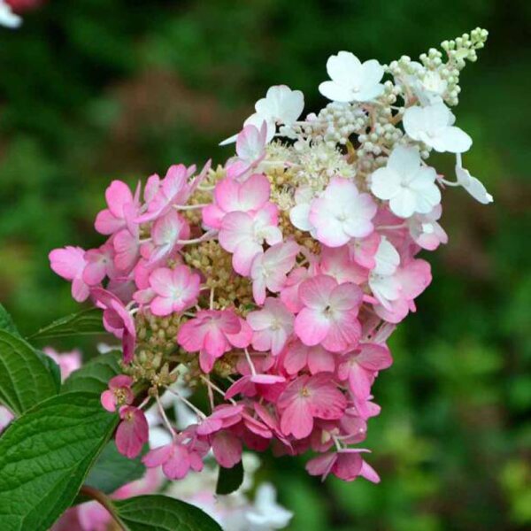 Rispen-Hortensie Mega Mindy C3