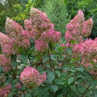 Rispen-Hortensie Mega Mindy C3