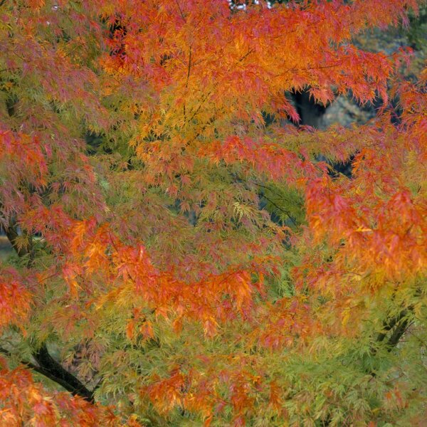 Fächer-Ahorn Seiryu Solitär 125-150cm