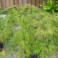 Fächer-Ahorn Seiryu Solitär 125-150cm