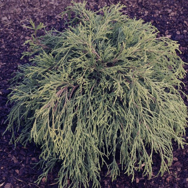 Grüne Zwerg-Fadenzypresse 20-30cm im Co