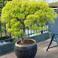 Japanischer Schlitzahorn Dissectum 125-150cm Solitär am Ballen