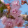 Hängende Nelkenkirsche Kiku-shidare-zakura Hochstamm| 10-12cm Stammumfang am Ballen