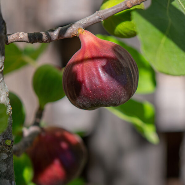 Feige Brown Turkey 125-150cm