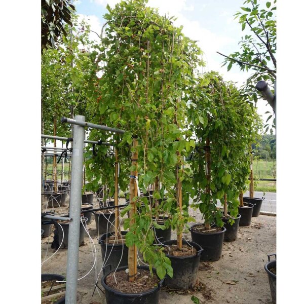 Maulbeerbaum Pendula Hochstamm | Stammumfang 10-12cm