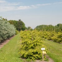 Hemlock-Tanne 80-100 cm mit Ballen