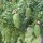 Hemlock-Tanne 80-100 cm mit Ballen