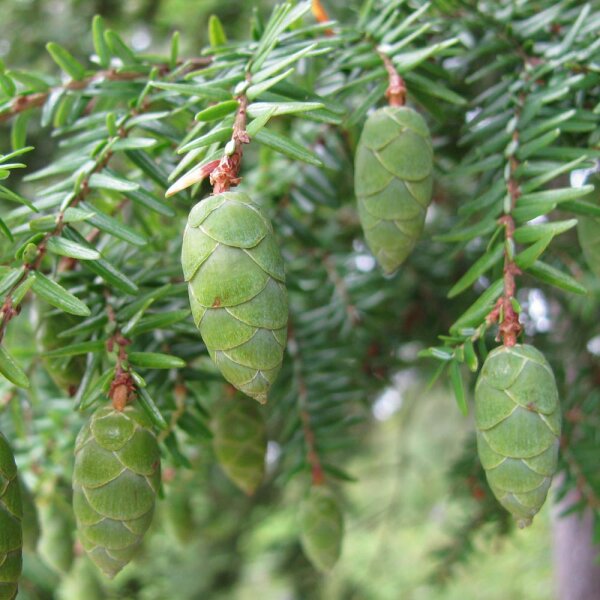 Hemlock-Tanne 125-150cm mit Ballen