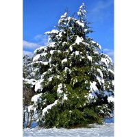 Hemlock-Tanne 125-150cm mit Ballen