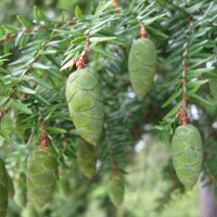 Hemlock-Tanne 150-175cm Solitär mit Ballen