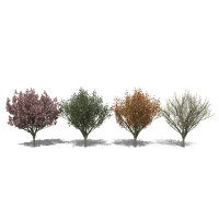 Hohe Nelkenkirsche Kanzan Halbstamm am Ballen