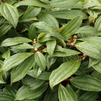 Immergrüner Kissen-Schneeball 80-100cm im 10l Topf