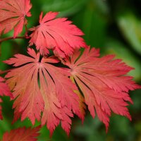 Japanischer Feuer-Ahorn Aconitifolium 100-125 C9