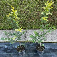 Hainbuche 80-100cm im 3l Topf  AKTION