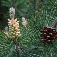 Silber-Kiefer Watereri  125-150cm mit Ballen