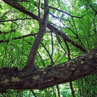 Persischer Eisenholzbaum Halbstamm Stammumfang 12-14cm am Ballen