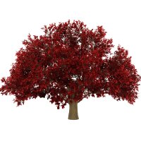 Persischer Eisenholzbaum Halbstamm Stammumfang 12-14cm am Ballen