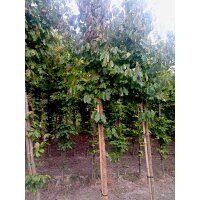 Persischer Eisenholzbaum Halbstamm Stammumfang 12-14cm am...