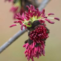 Persischer Eisenholzbaum Halbstamm Stammumfang 12-14cm am Ballen