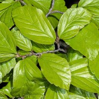 Persischer Eisenholzbaum Halbstamm Stammumfang 12-14cm am Ballen