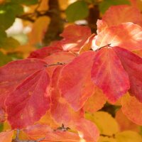 Persischer Eisenholzbaum Halbstamm Stammumfang 12-14cm am Ballen