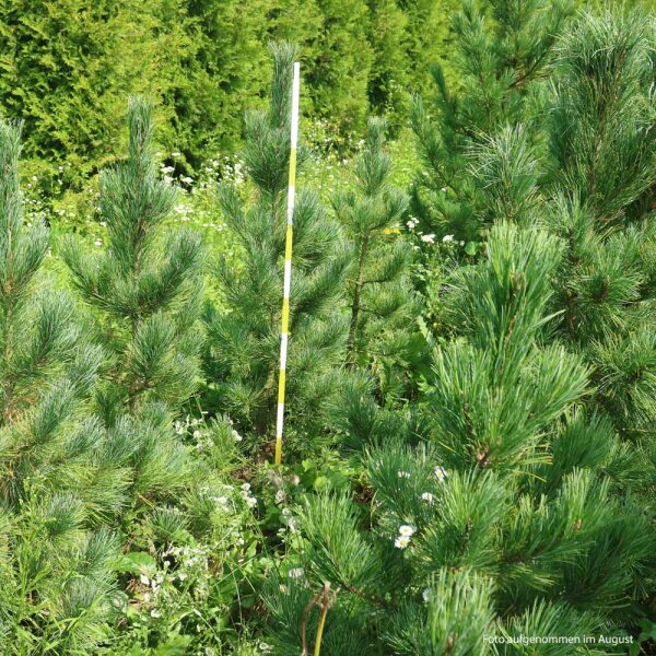 Zirbe 100-125cm am Ballen