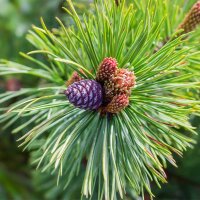 Zirbe 100-125cm am Ballen