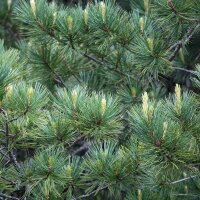 Zirbe 100-125cm am Ballen