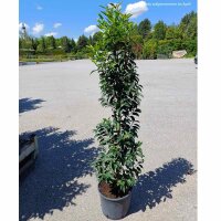 Portugiesischer Lorbeer Angustifolia 100-125cm im 10l Topf