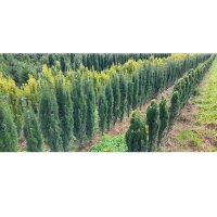 Schmale Säulen-Eibe Fastigiata Robusta 60-70cm