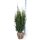 Hecken-Eibe Hicksii 100-125cm am Ballen