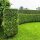 Thuja Brabant 200+cm im 25l Topf