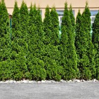 Thuja Smaragd 275-300cm am Ballen